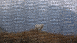 Sheep